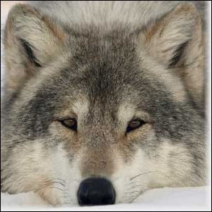 wolf16