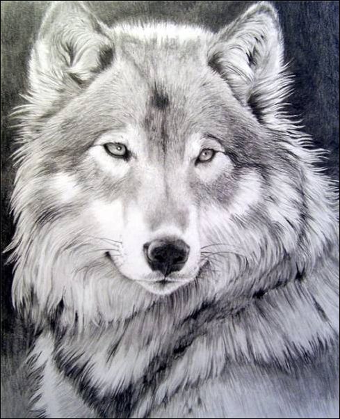 wolf23