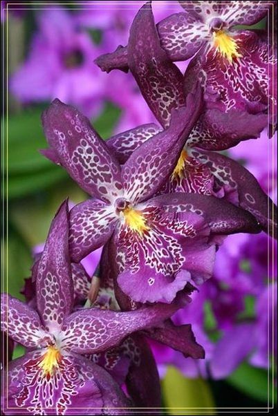 orhidea10