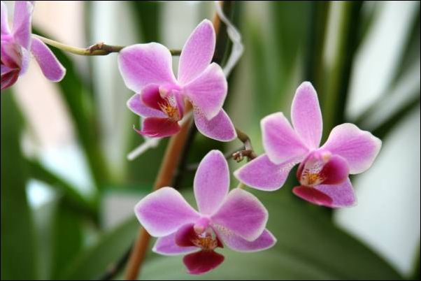 orhidea4