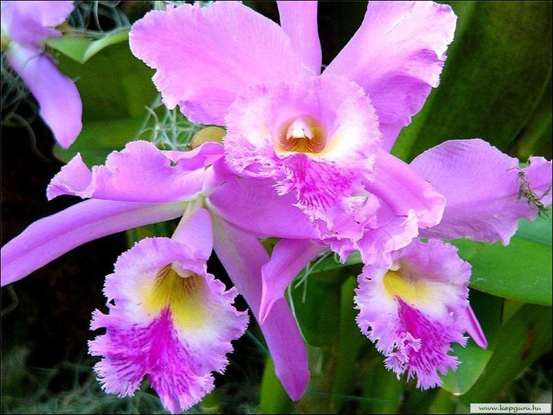 orhidea5