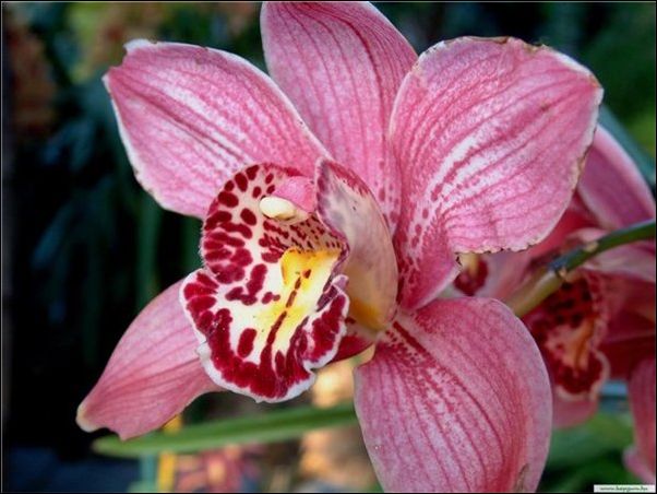 orhidea6