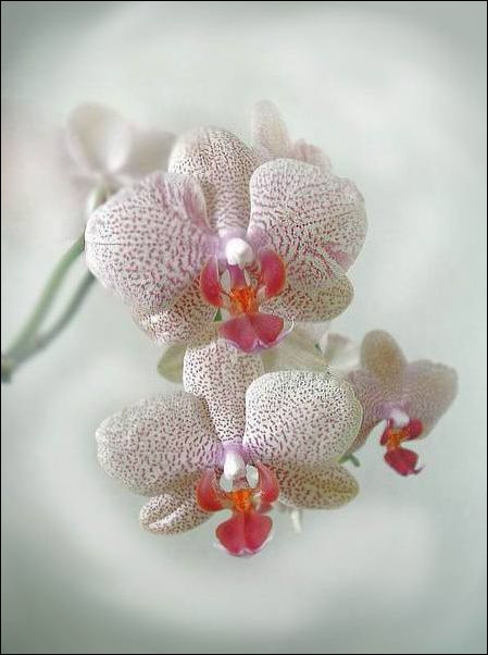 orhidea7