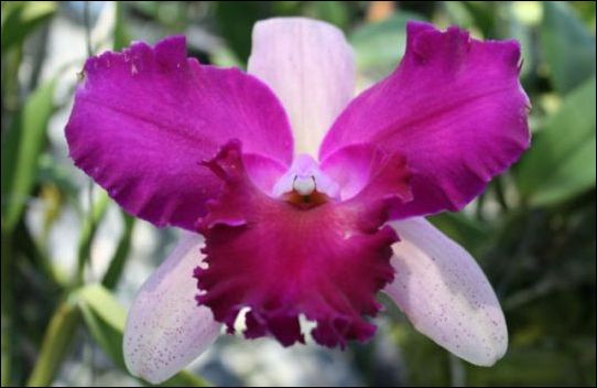 orhidea8