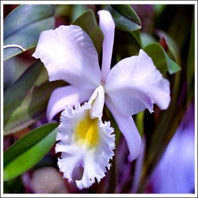 orhidea9
