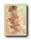 gladiolus10.jpg