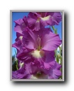 gladiolus2.jpg