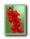 gladiolus3.jpg