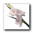 gladiolus4.jpg