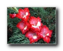 gladiolus6.jpg