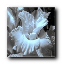 gladiolus7.jpg