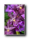 orhidea10.jpg