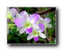 orhidea2.jpg