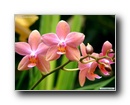 orhidea3.jpg