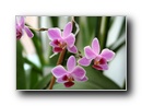 orhidea4.jpg