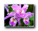 orhidea5.jpg