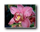 orhidea6.jpg
