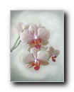 orhidea7.jpg