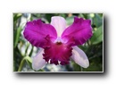 orhidea8.jpg