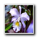 orhidea9.jpg